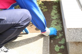 敷地内の除草・ゴミ拾いをします。 敷地内の除草・ゴミ拾いをします。